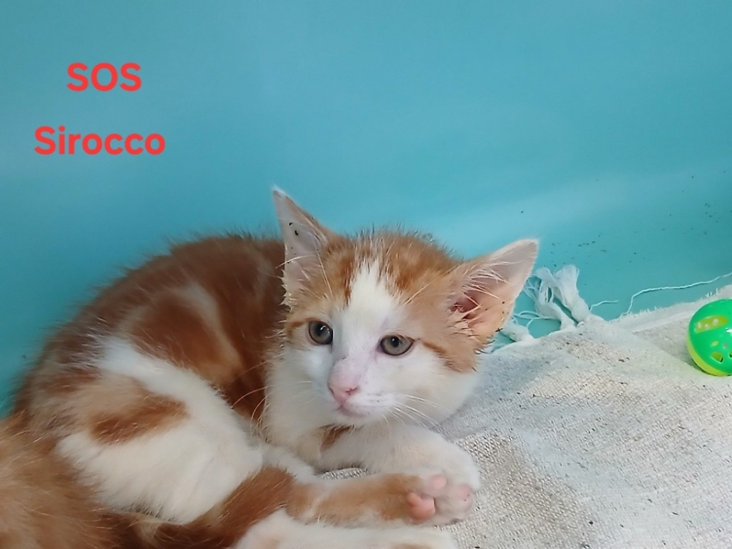 Photo de Sirocco