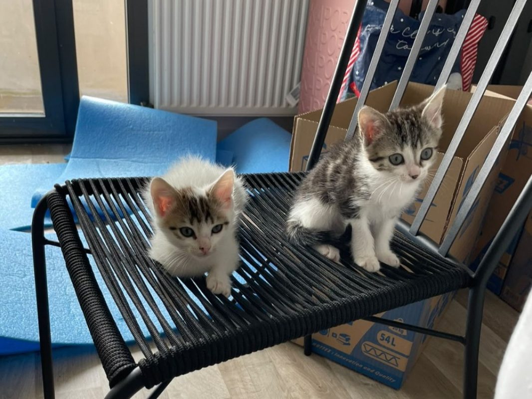 Ennio - Chat Européen à adopter