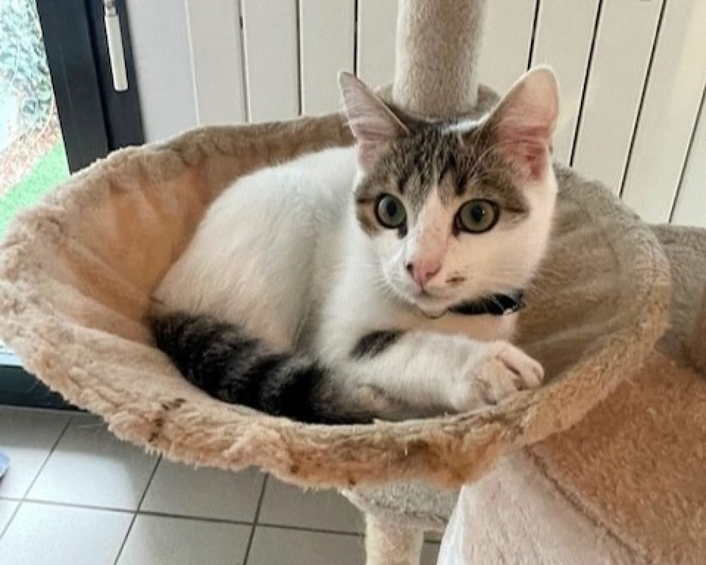 Ennio - Chat Européen à adopter