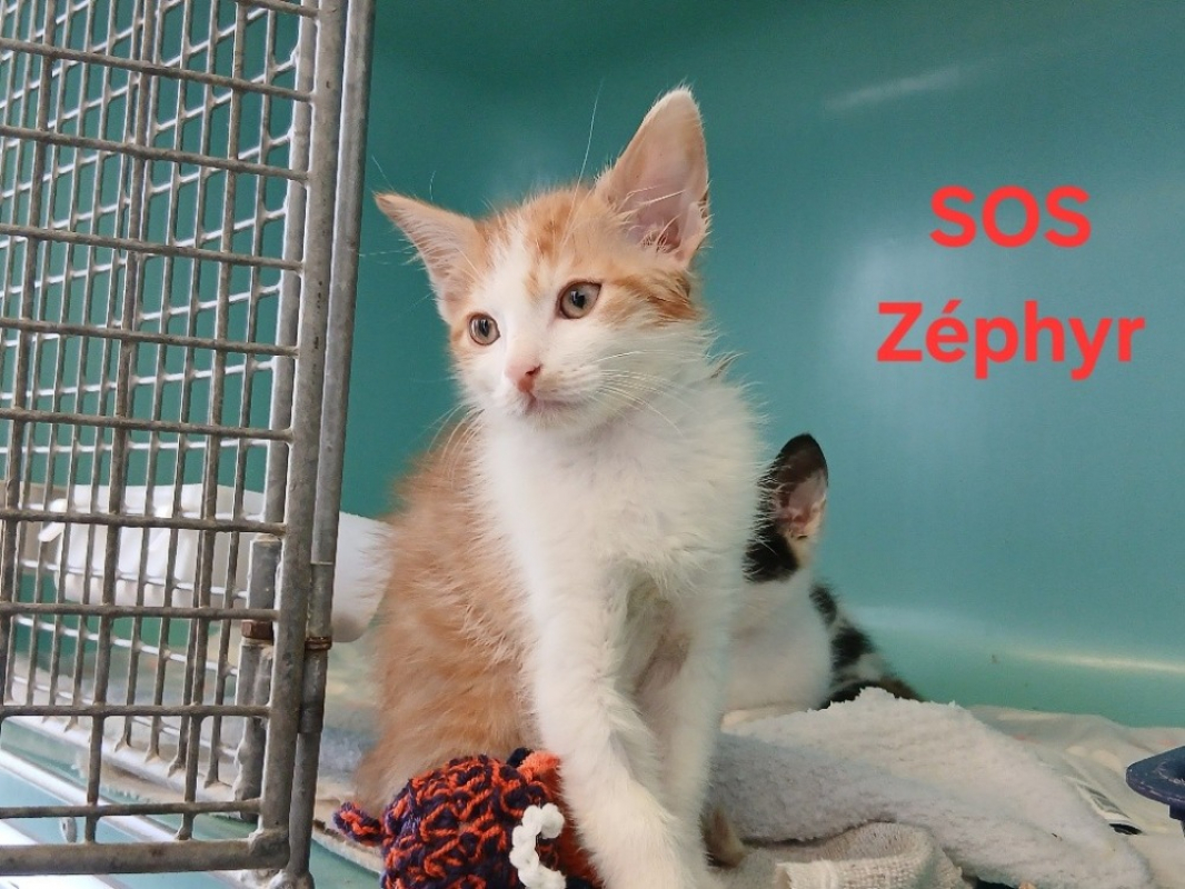 Photo de Zéphyr