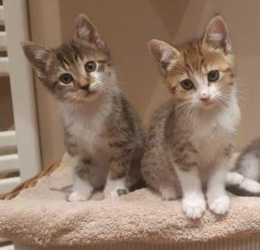 Photo de 2 chaton a l'adoption