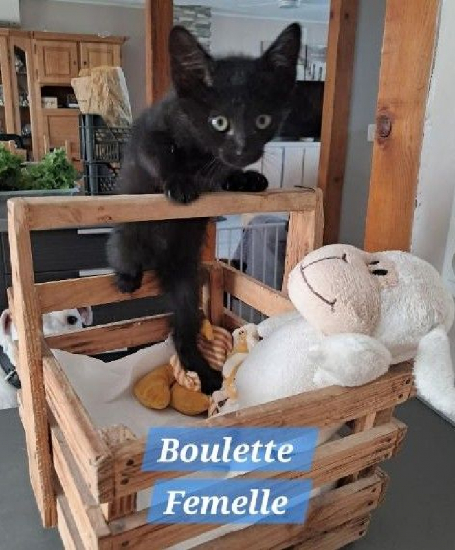 Photo de BOULETTE 
