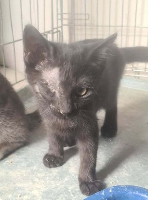 Photo de BAGHEERA