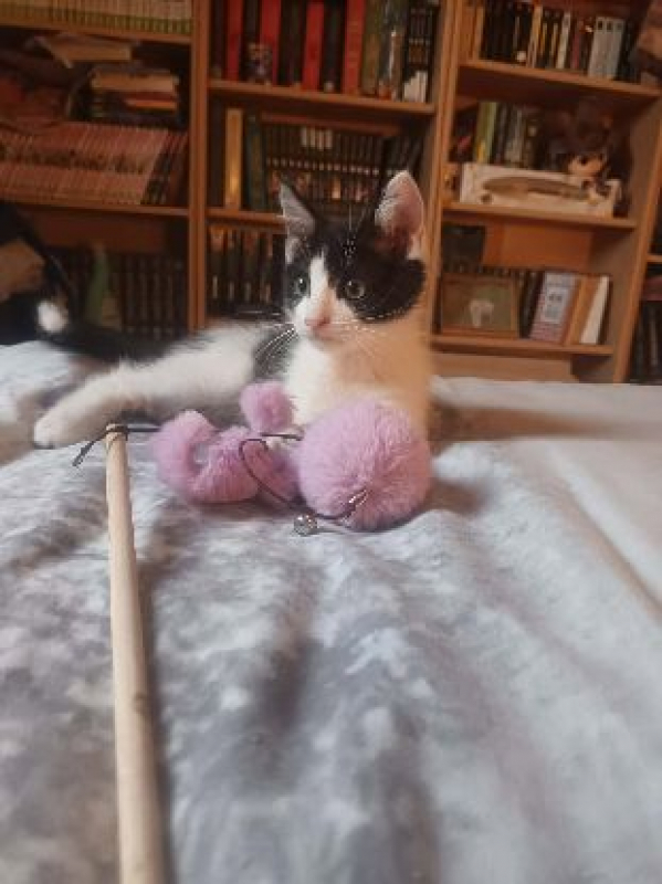 Photo de CRAPULE