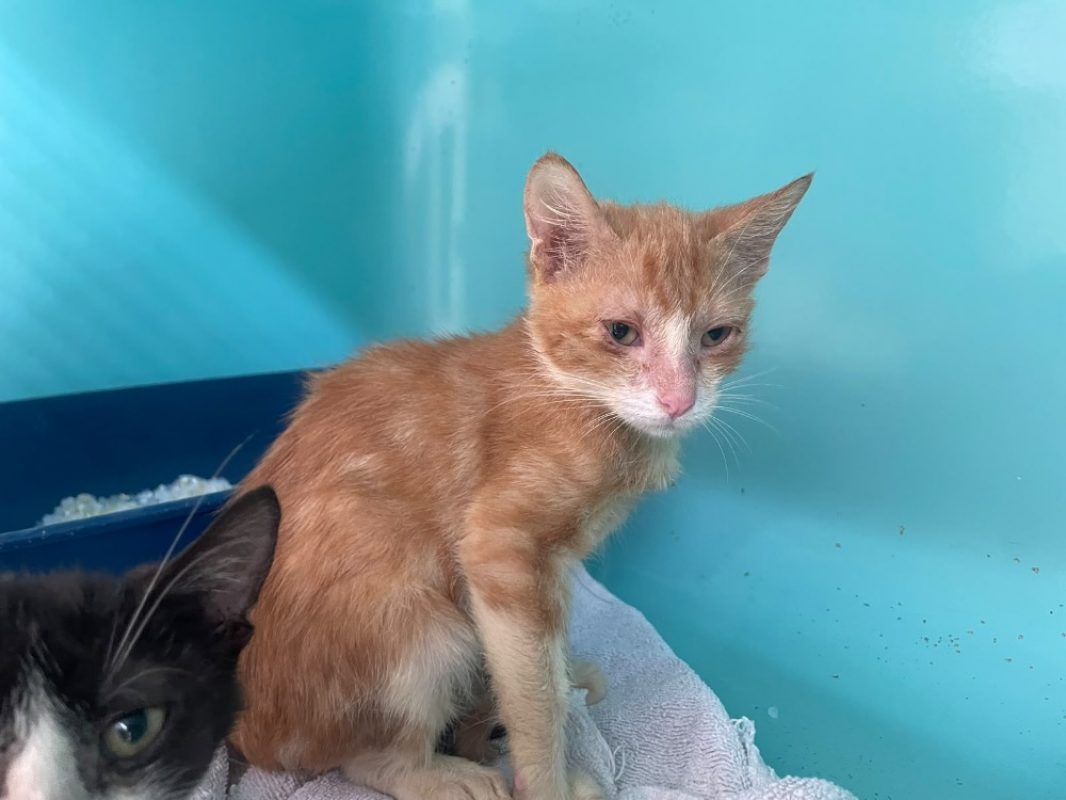 Tino - Chat Européen à adopter