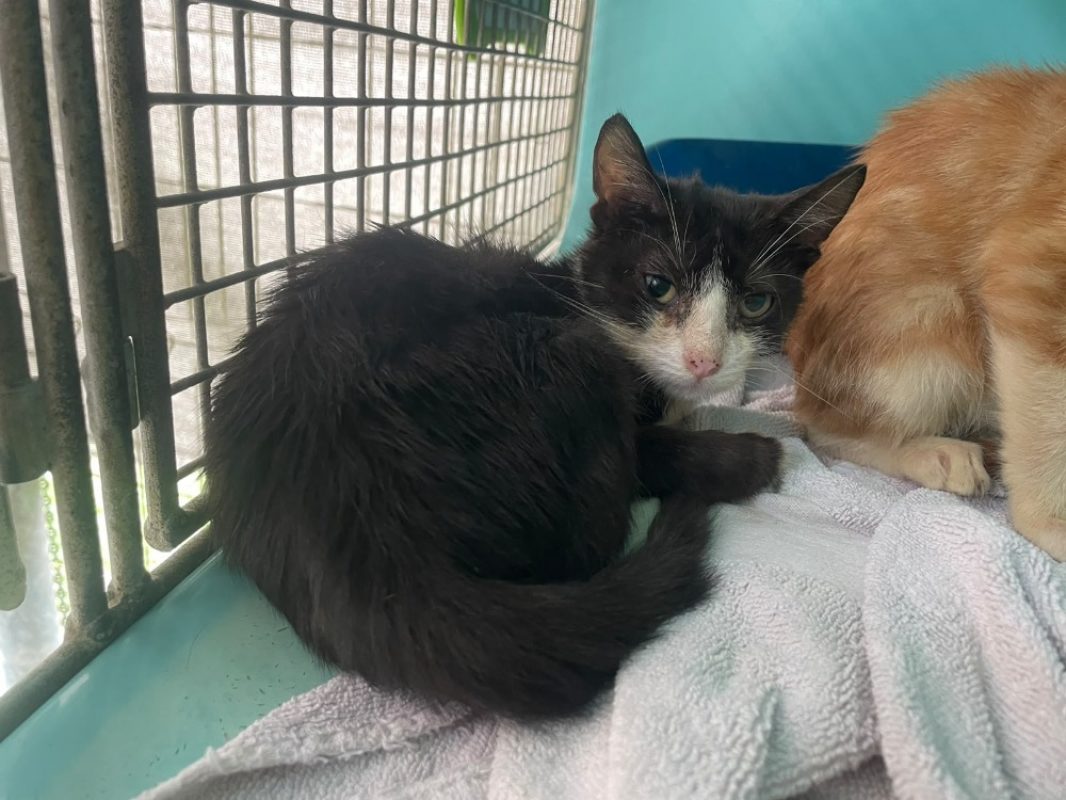 Turbo - Chat Européen à adopter