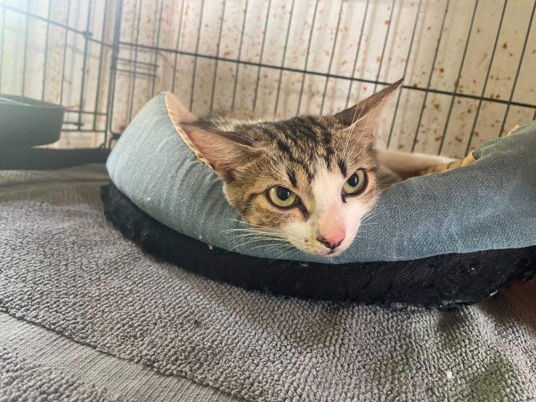 Isha - Chat Européen à adopter