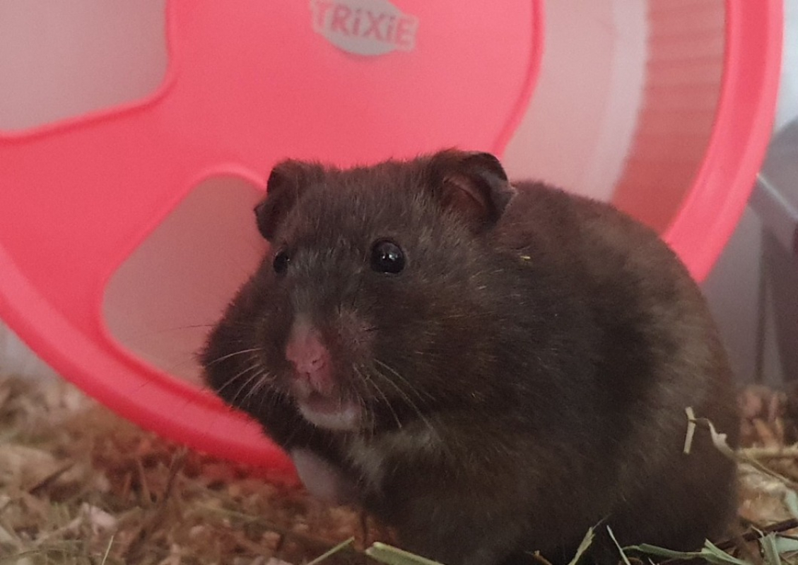 Photo de Brownie