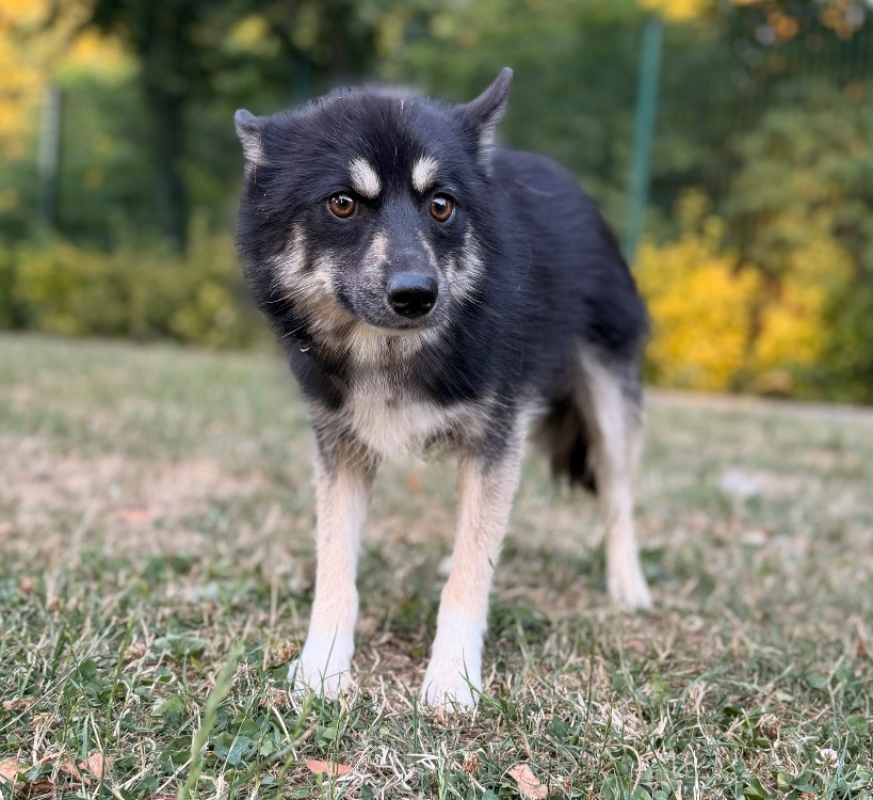 Photo de Scout