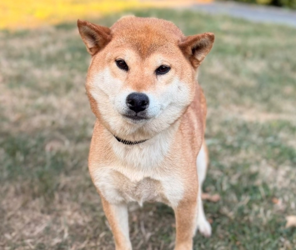 Photo de Amaterasu