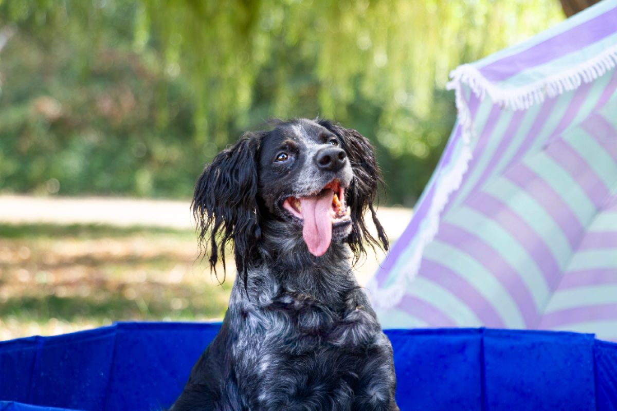 Max - Chien Epagneul Breton à adopter