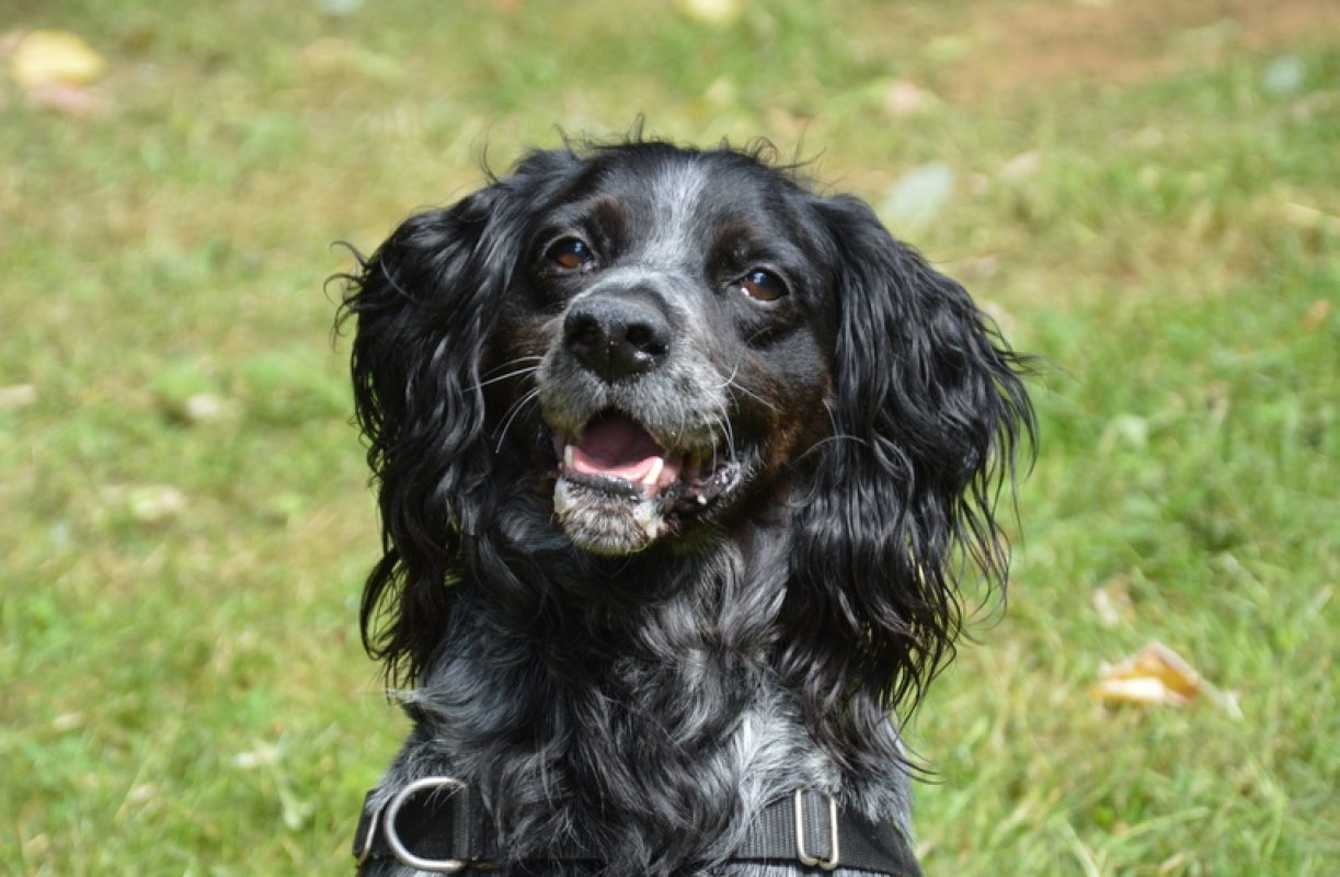 Max - Chien Epagneul Breton à adopter - photo 4