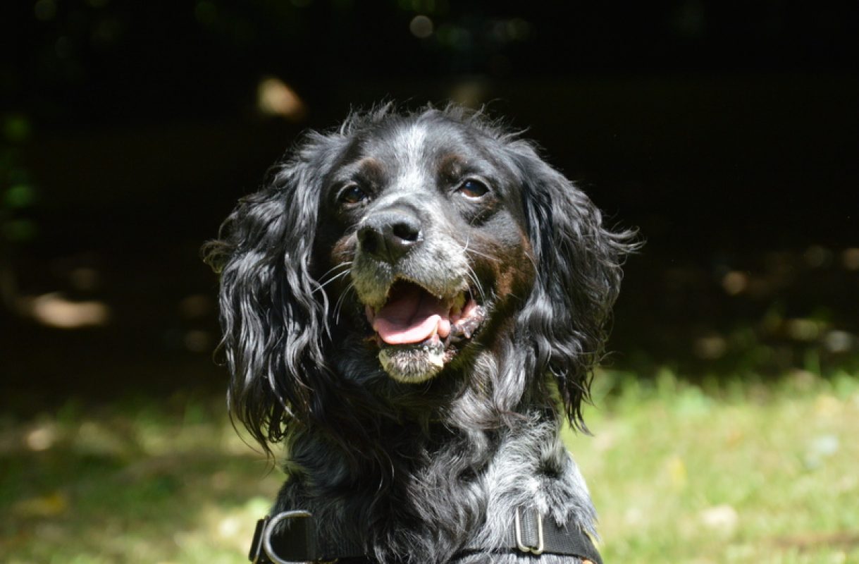 Max - Chien Epagneul Breton à adopter - photo 10