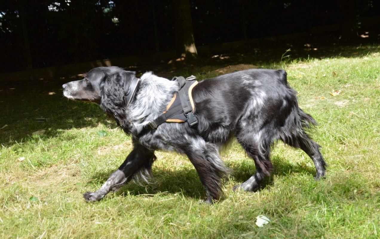Max - Chien Epagneul Breton à adopter - photo 11