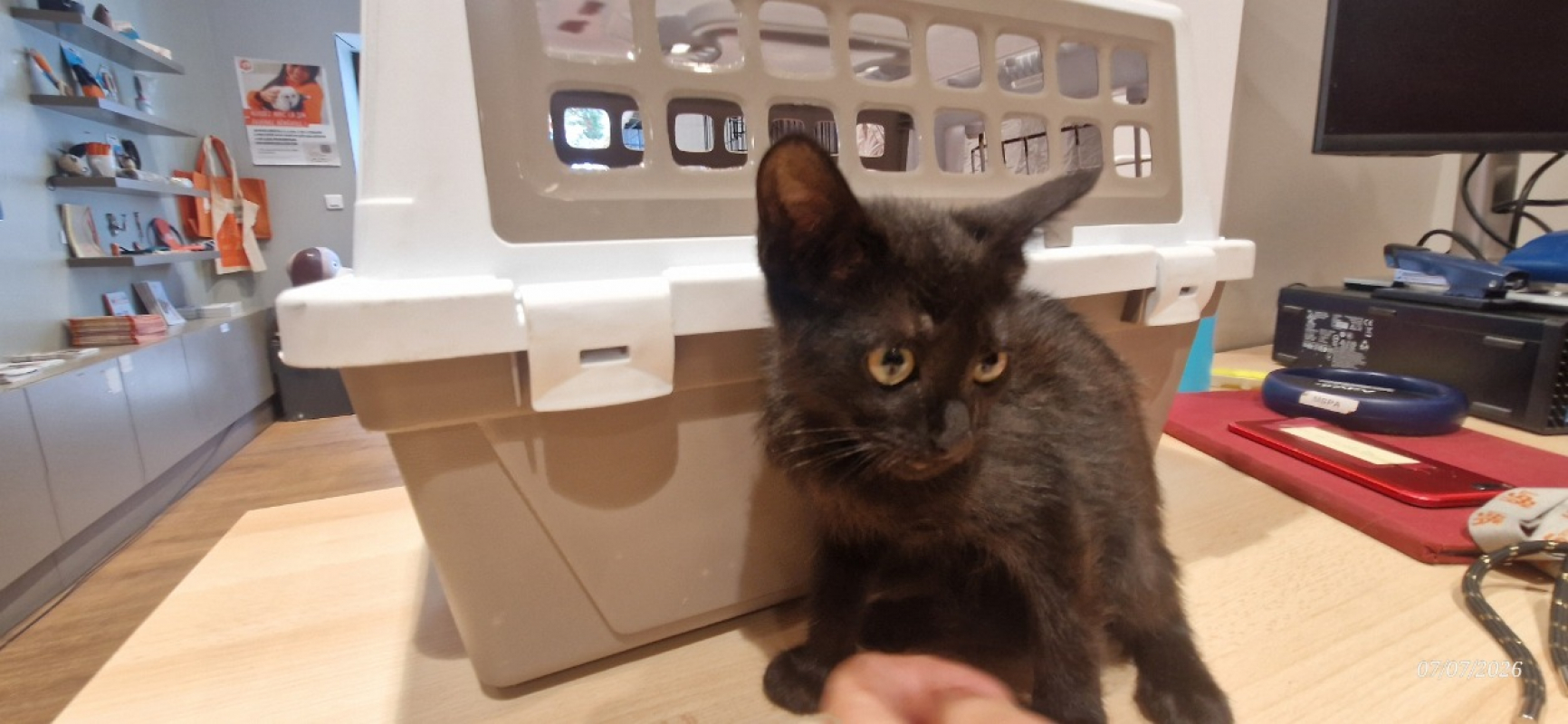 Photo #1 de Cleo