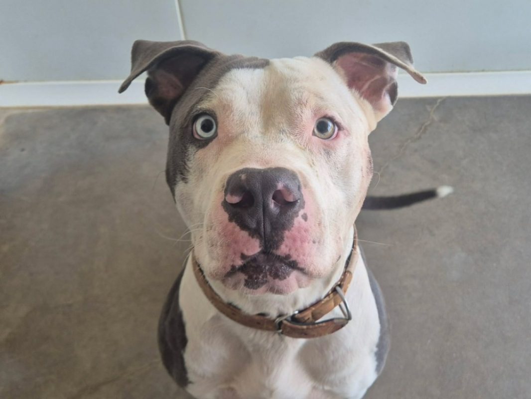 Papaita - Chien American Bully à adopter
