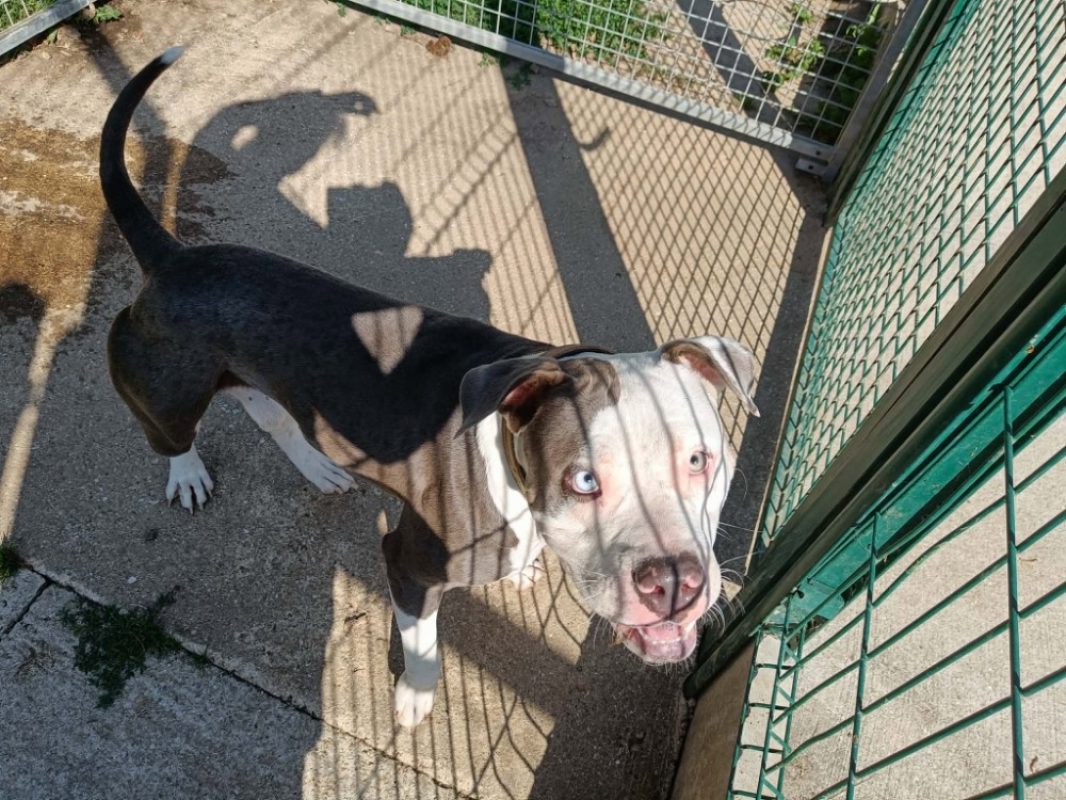 Papaita - Chien American Bully à adopter - photo 6