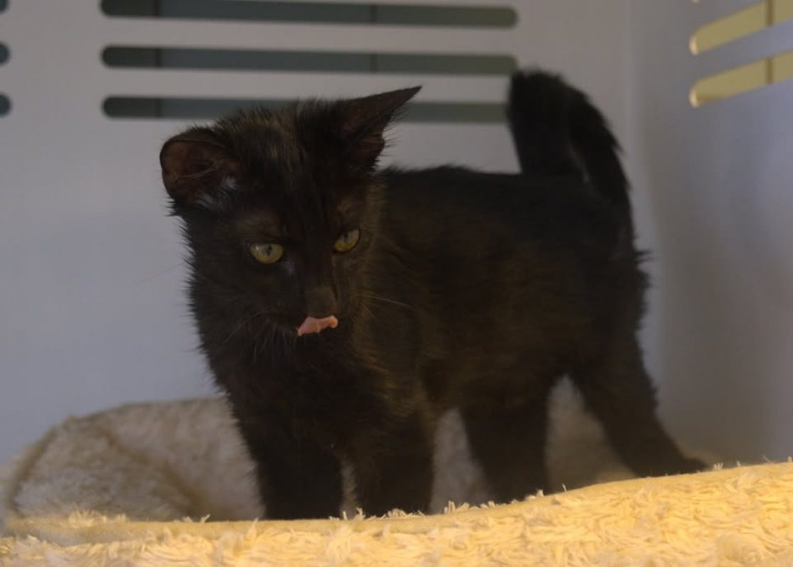 Nori - Chat Européen à adopter
