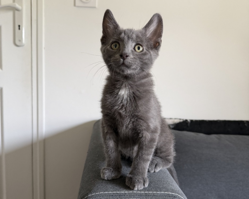 Photo de Roronoa
