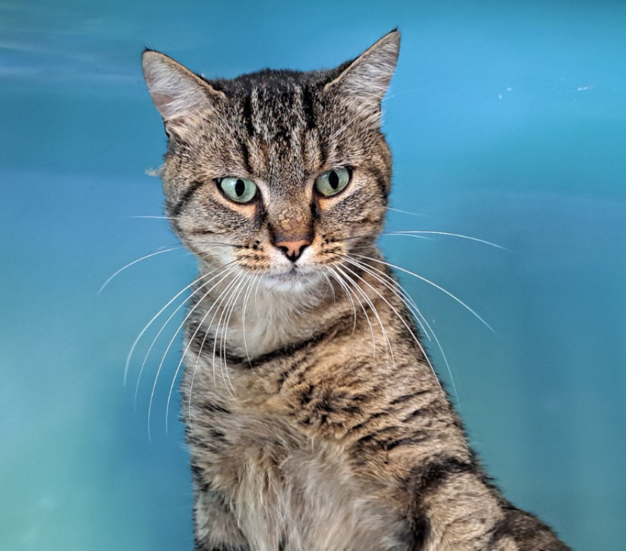 Photo #2 de Salicorne