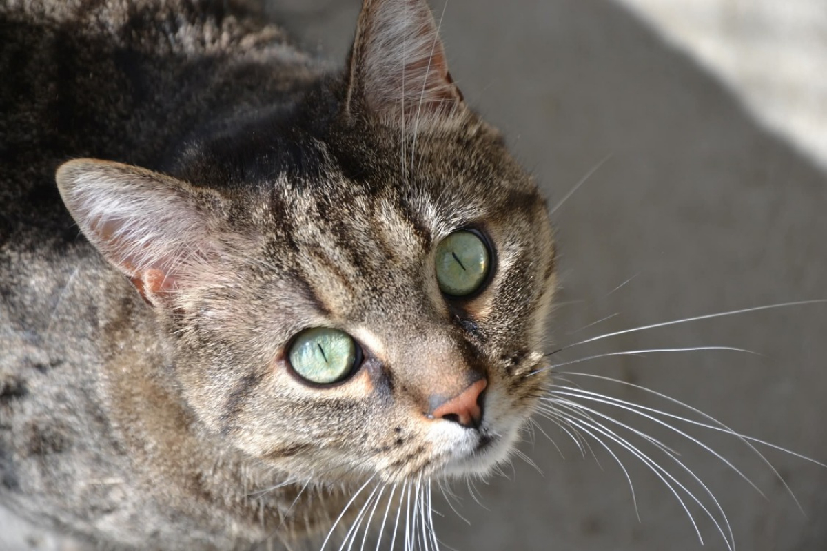 Photo #1 de Salicorne