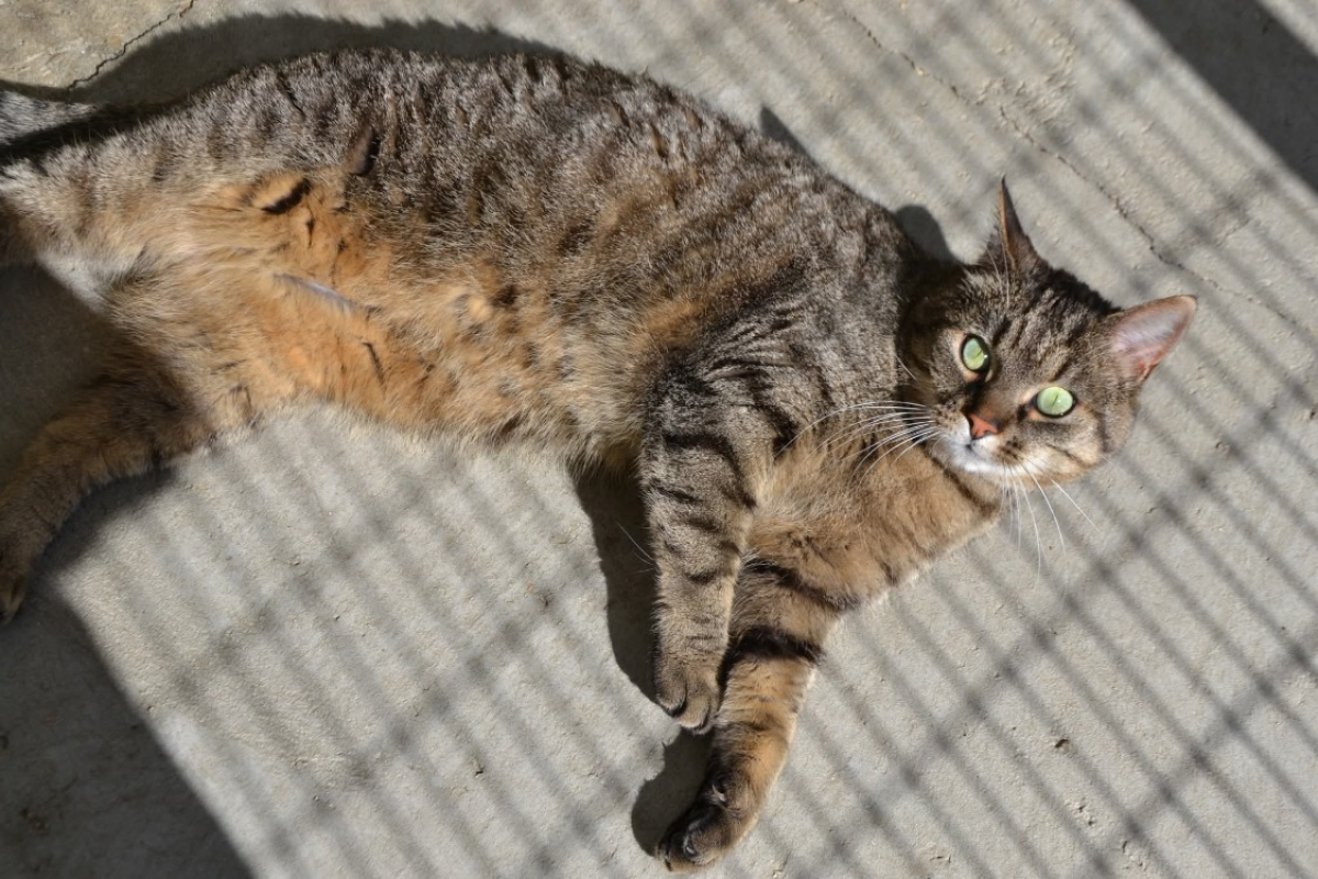 Photo #2 de Salicorne