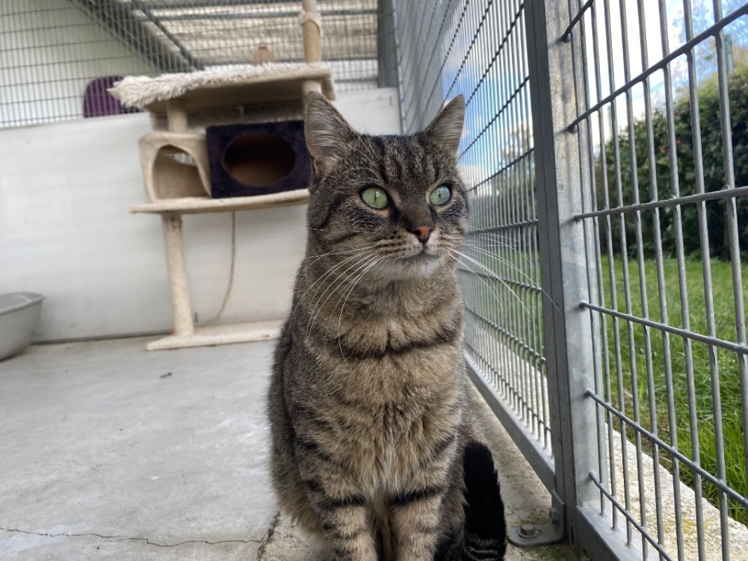 Photo #3 de Salicorne