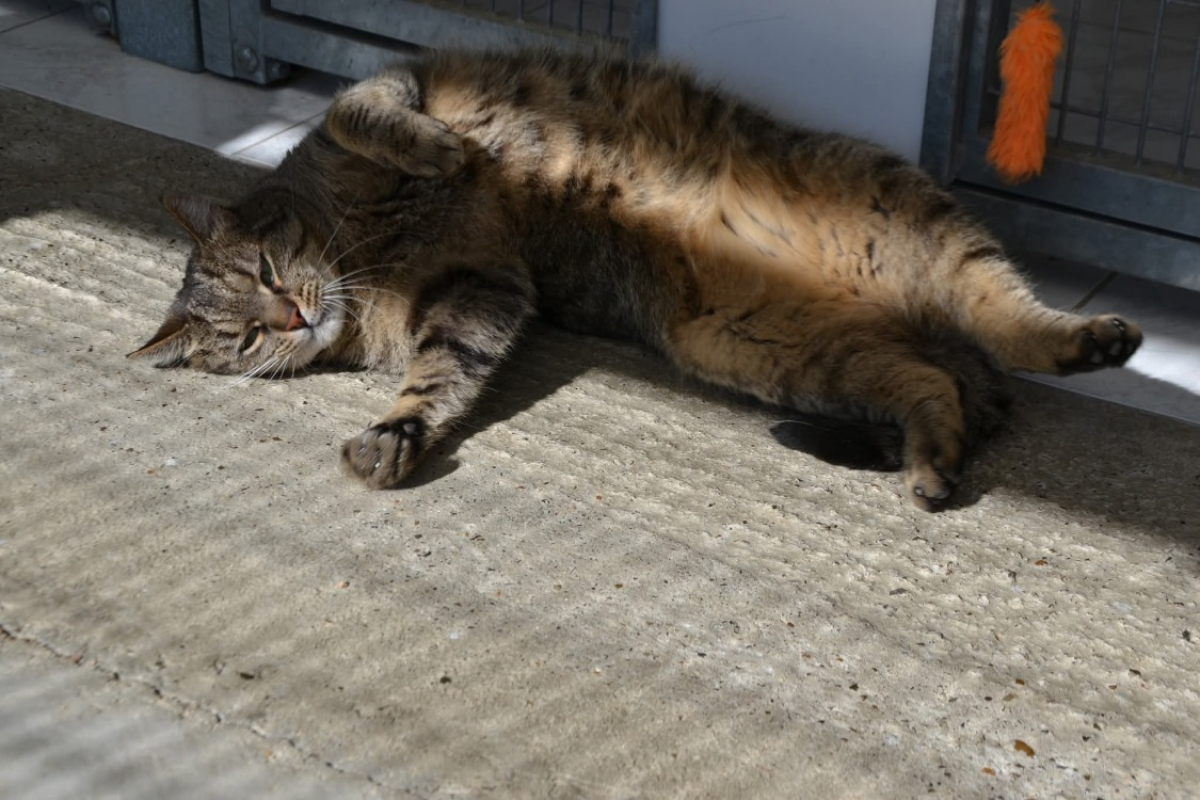 Photo #4 de Salicorne