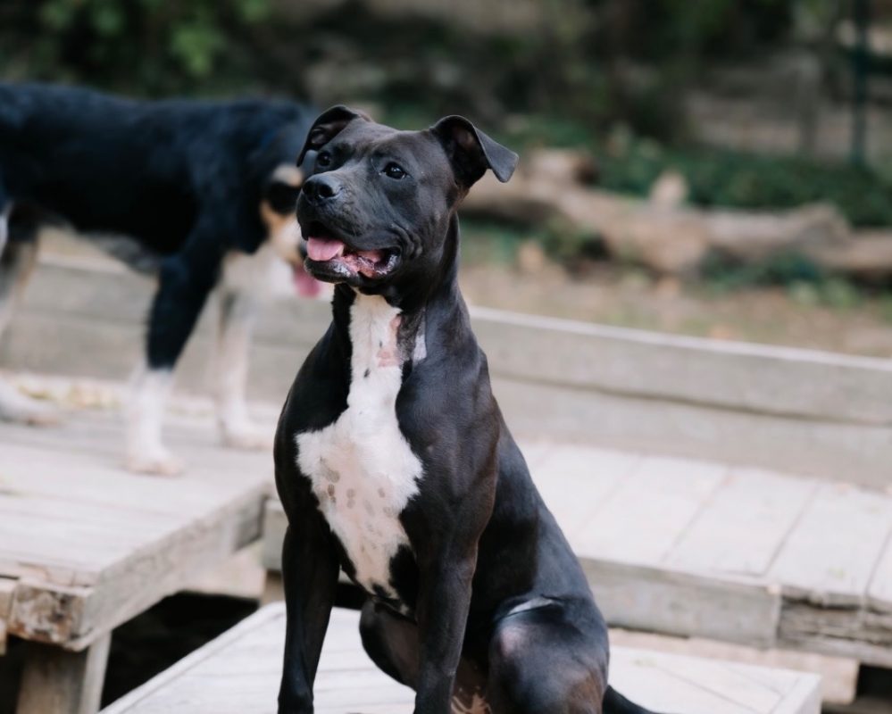 Onyx - Chien à adopter