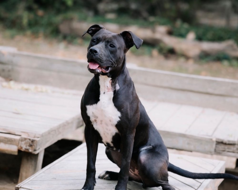 Onyx - Chien à adopter - photo 2