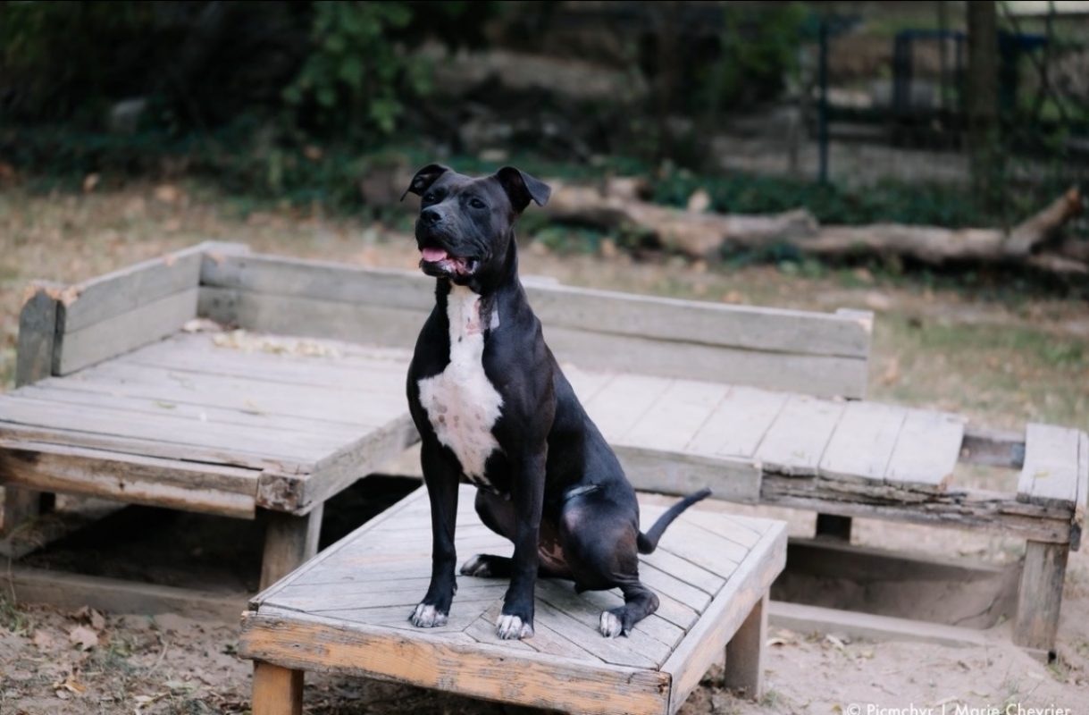 Onyx - Chien à adopter - photo 3