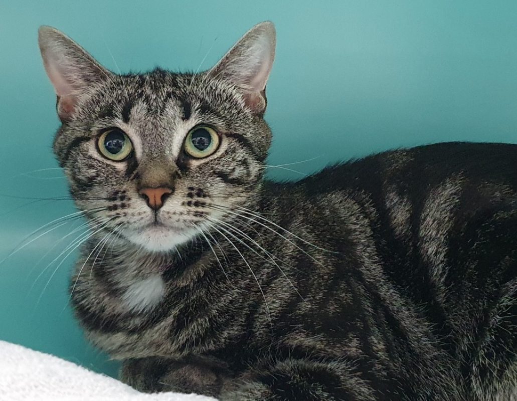 Elina - Chat Européen à adopter