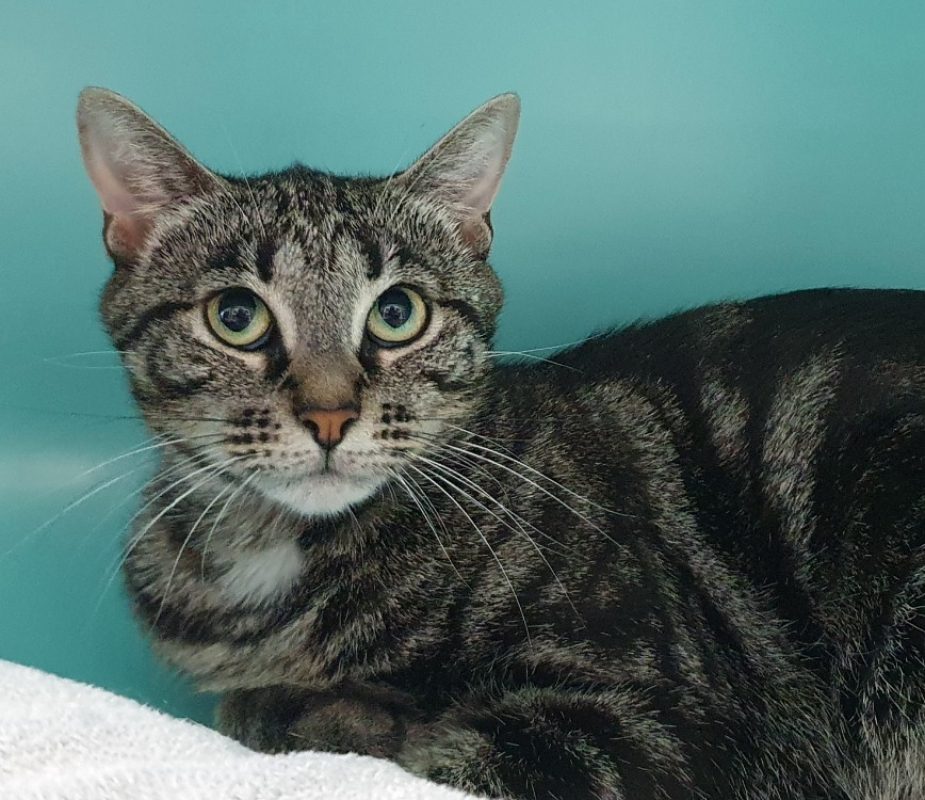 Elina - Chat Européen à adopter - photo 2