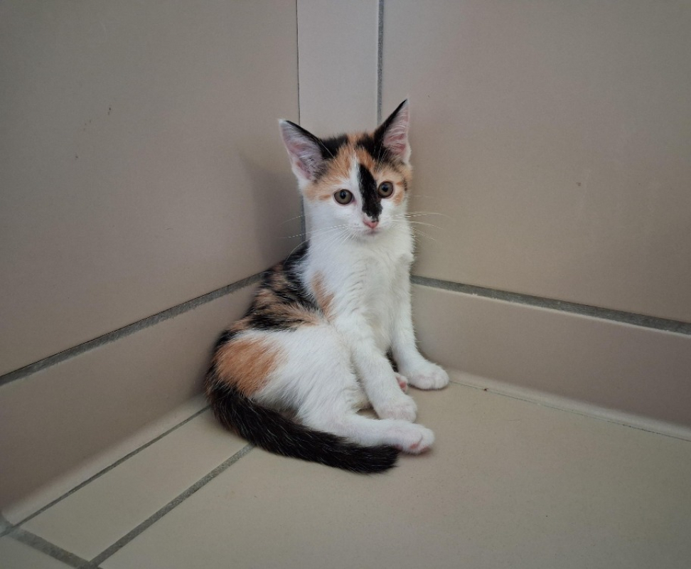 Photo #1 de Zelda
