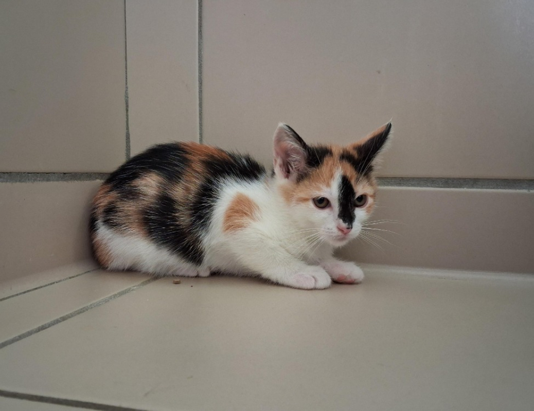 Photo #2 de Zelda