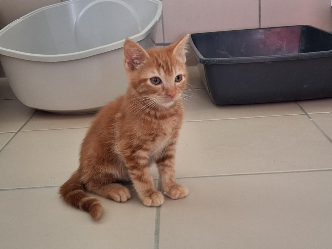 Photo de Biscuit