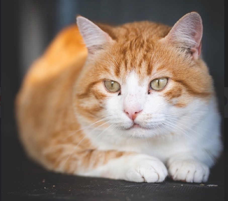 Semeon - Chat Européen à adopter