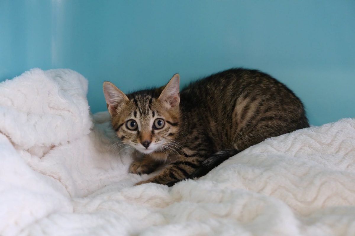 Panam - Chat Européen à adopter