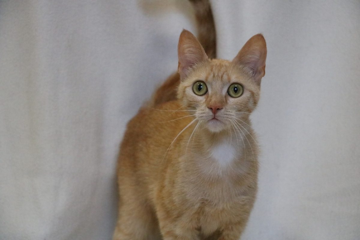 Okupa - Chat Européen à adopter