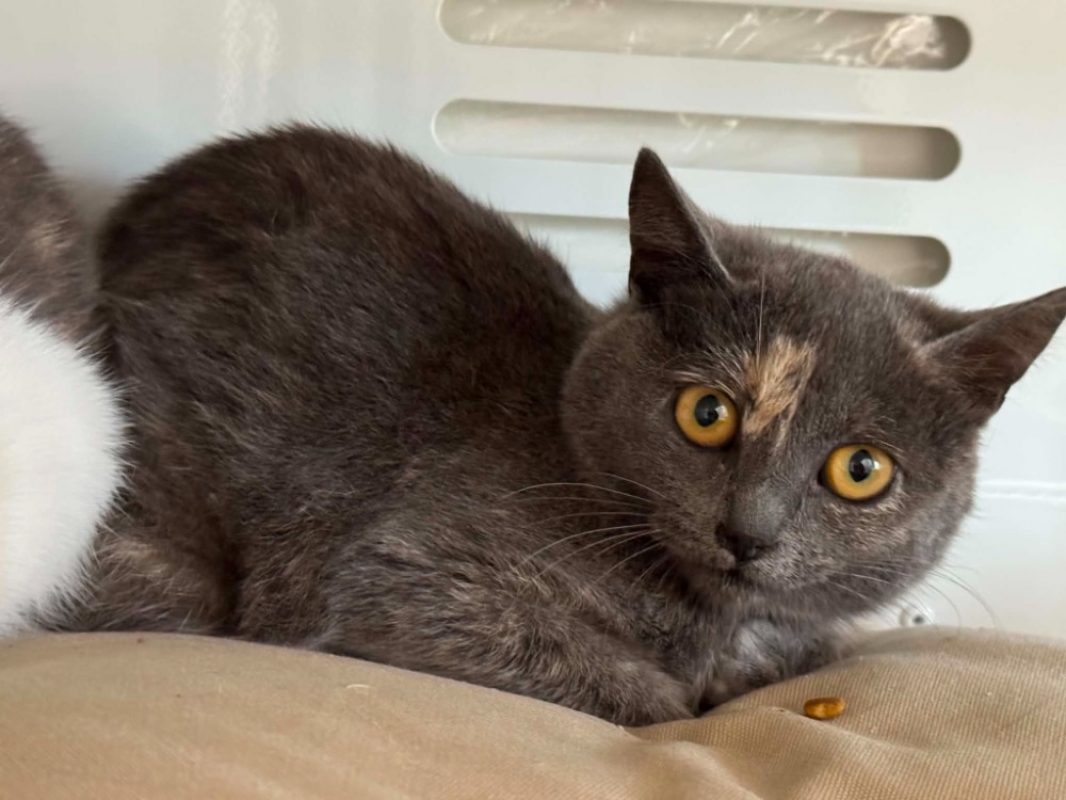 Paquerette - Chat à adopter