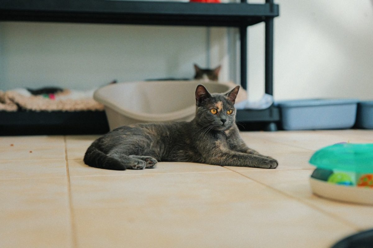 Paquerette - Chat à adopter