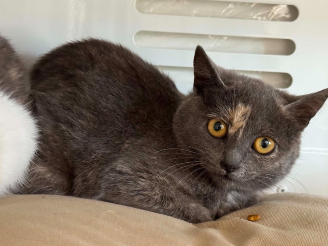 Photo de Paquerette