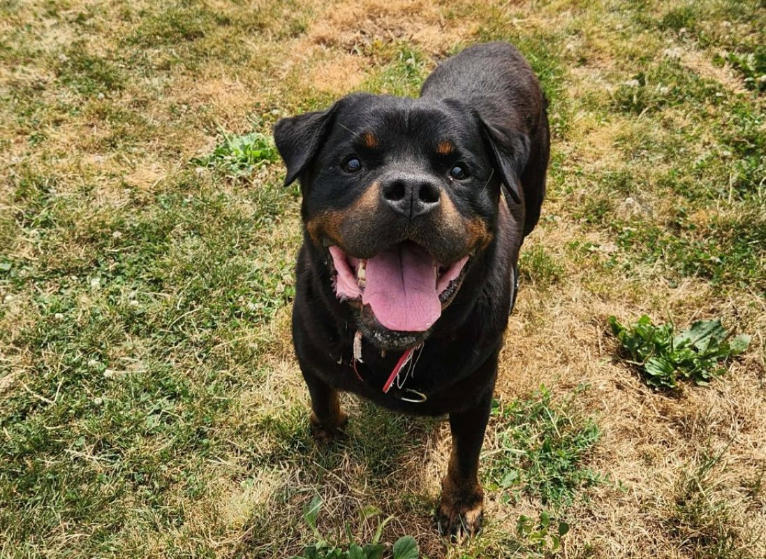 Nako - Chien Rottweiler à adopter
