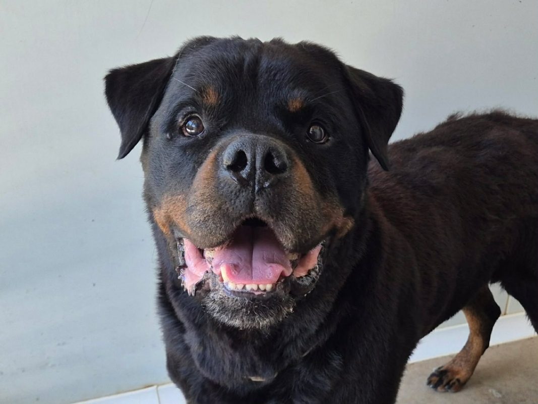 Nako - Chien Rottweiler à adopter - photo 2
