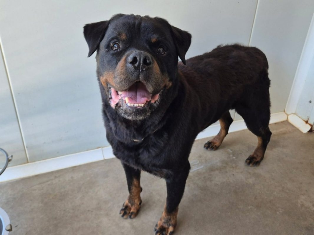 Nako - Chien Rottweiler à adopter - photo 3