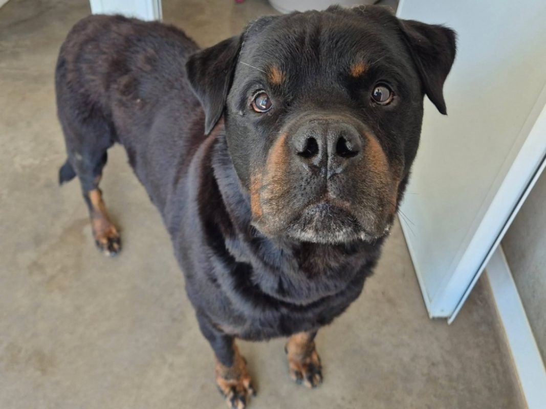 Nako - Chien Rottweiler à adopter - photo 4