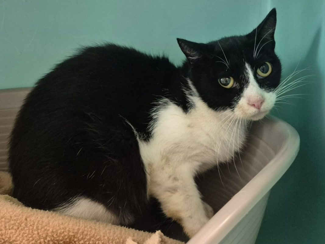 Moea - Chat Européen à adopter