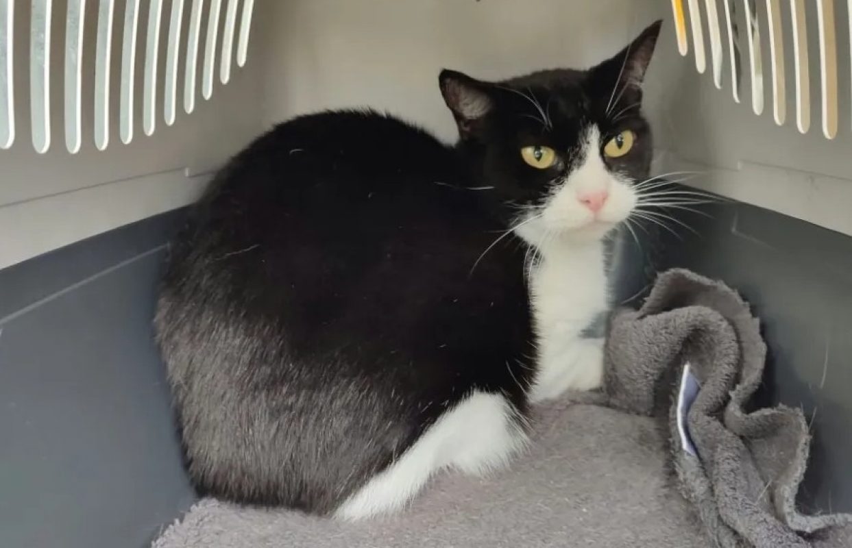 Moea - Chat Européen à adopter
