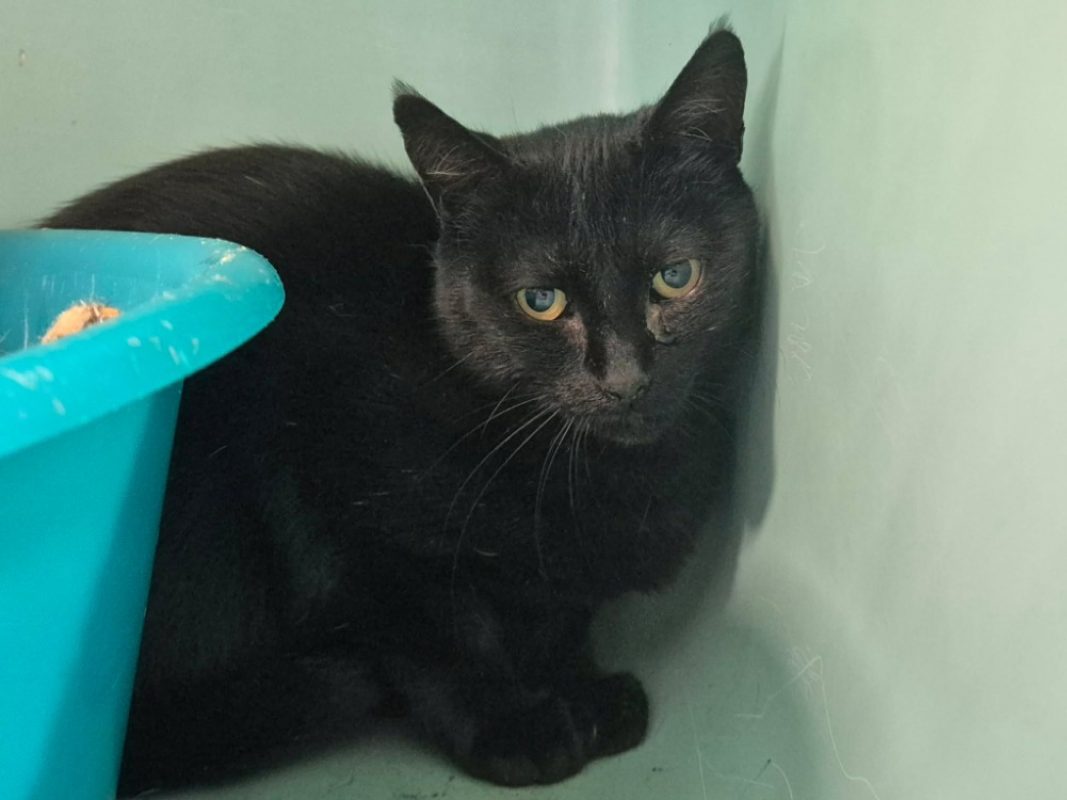 Hemia - Chat Européen à adopter