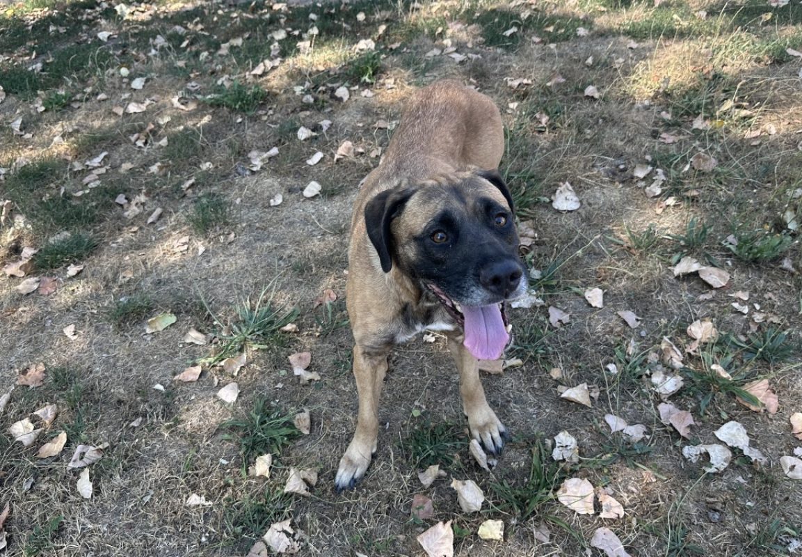 Snookie - Chien à adopter
